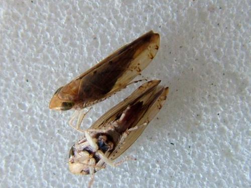 Réf. 241 547 : Synophropsis lauri
